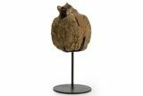 Hadrosaur (Edmontosaurus) Caudal Vertebra w/ Stand - Wyoming #377730-1